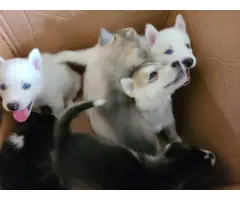 A litter of husky puppies available today - 7