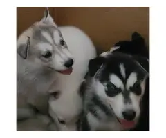 A litter of husky puppies available today - 8