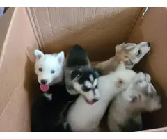 A litter of husky puppies available today - 9