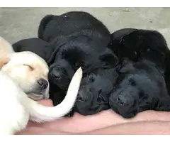 7-weeks-old Labrador retriever puppies for sale - 7
