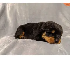 3 boys, and 2 girls Rottweiler pups for sale - 1