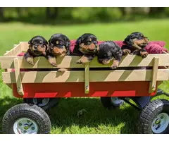 3 boys, and 2 girls Rottweiler pups for sale - 2