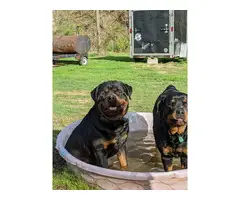 3 boys, and 2 girls Rottweiler pups for sale - 3