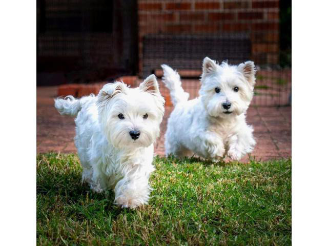 Adorable Twin Westies Available NOW Albany Puppies for