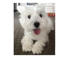 Adorable Twin Westies Available NOW - 2