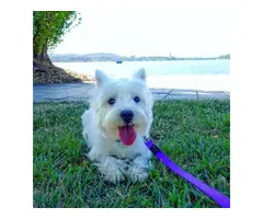 Adorable Twin Westies Available NOW - 3
