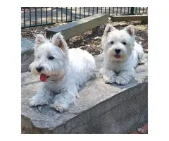 Adorable Twin Westies Available NOW - 4