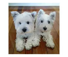 Adorable Twin Westies Available NOW - 5