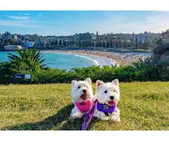 Adorable Twin Westies Available NOW - 6