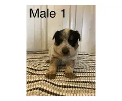 Cattle dogs for sale - 2