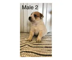 Cattle dogs for sale - 3