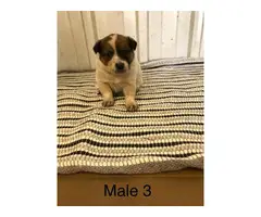 Cattle dogs for sale - 4