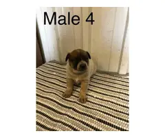 Cattle dogs for sale - 5