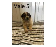 Cattle dogs for sale - 6