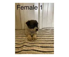Cattle dogs for sale - 7