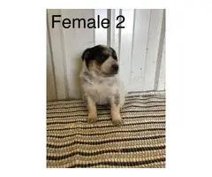 Cattle dogs for sale - 8
