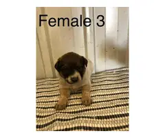 Cattle dogs for sale - 9