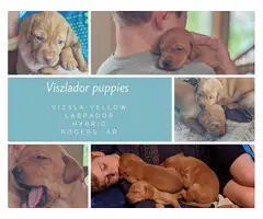 Gorgeous Vizslador / Labrala puppies available
