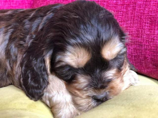 free king charles cavalier puppies near me free king charles cavalier puppies near me