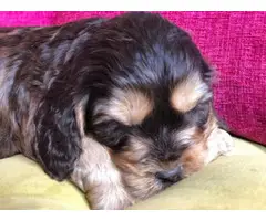 Female King Charles Cavalier ready for sale