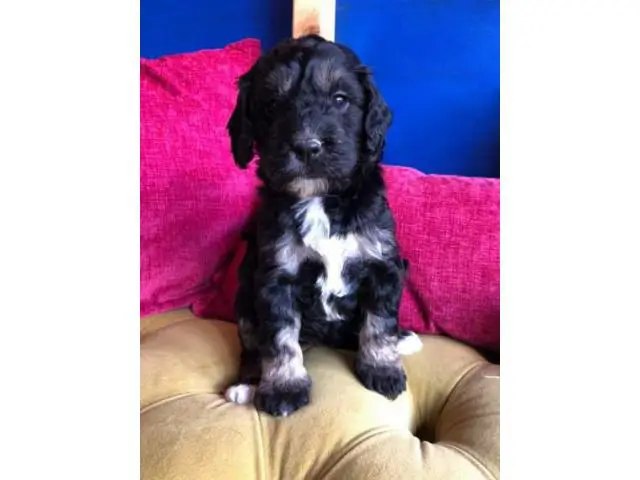 Female King Charles Cavalier ready for sale - 4/4