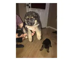 High quality AKC German shepherd puppies for sale