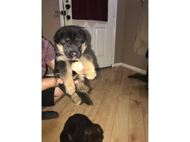 High quality AKC German shepherd puppies for sale in Houston, Texas