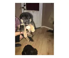 High quality AKC German shepherd puppies for sale - 2