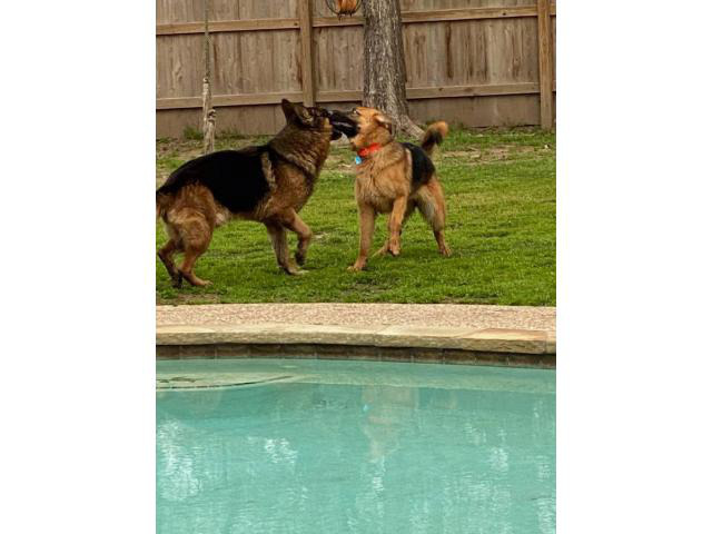 Akc German Shepherd Puppies For Sale Houston