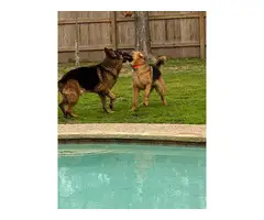High quality AKC German shepherd puppies for sale - 3