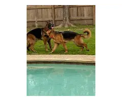High quality AKC German shepherd puppies for sale - 4