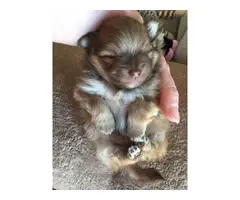 Gorgeous, Pomeranian Boy Puppy
