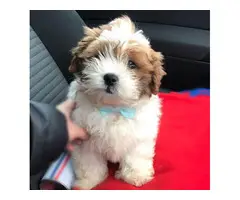 beautiful shih-poo puppy for sale - 2
