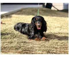 Purebred longhaired Dachsund puppies - 6