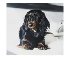 Purebred longhaired Dachsund puppies - 7