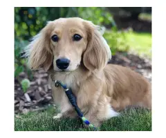 Purebred longhaired Dachsund puppies - 8