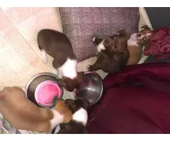Six week old Chihuahua puppies looking for new homes - 5