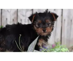 Stunning small Yorkshire terrier puppies