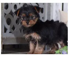 Stunning small Yorkshire terrier puppies - 2