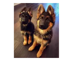 Adorable and sweet German Shepherd dogs are available. - 2