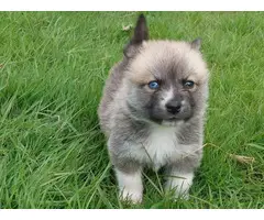 Beautiful Pomskys puppies for sale