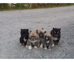 Beautiful Pomskys puppies for sale - 3