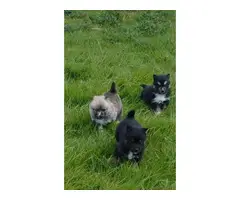 Beautiful Pomskys puppies for sale - 4