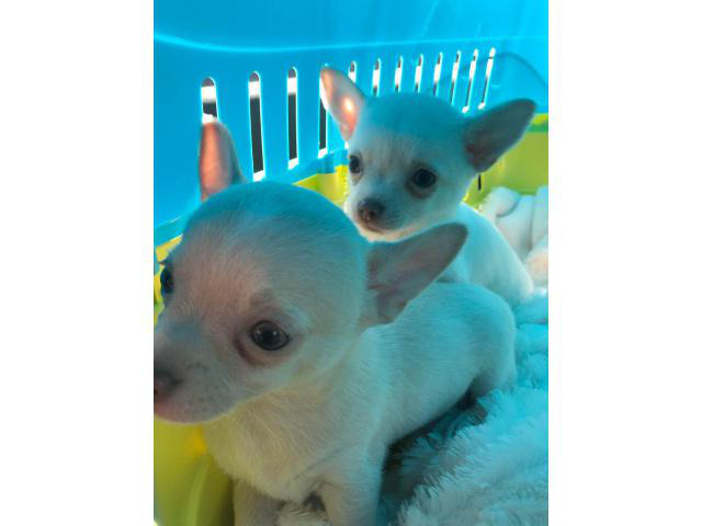 White Male & Female Chihuahua Puppies, Ready Now for sale