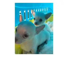White Male & Female Chihuahua Puppies, Ready Now for sale