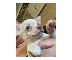 White Male & Female Chihuahua Puppies, Ready Now for sale - 2