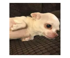 White Male & Female Chihuahua Puppies, Ready Now for sale - 3