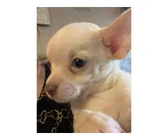 White Male & Female Chihuahua Puppies, Ready Now for sale - 4