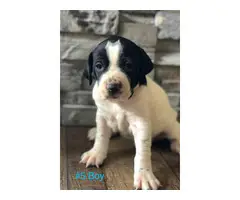 Gorgeous Purebred Pointer pups for sale