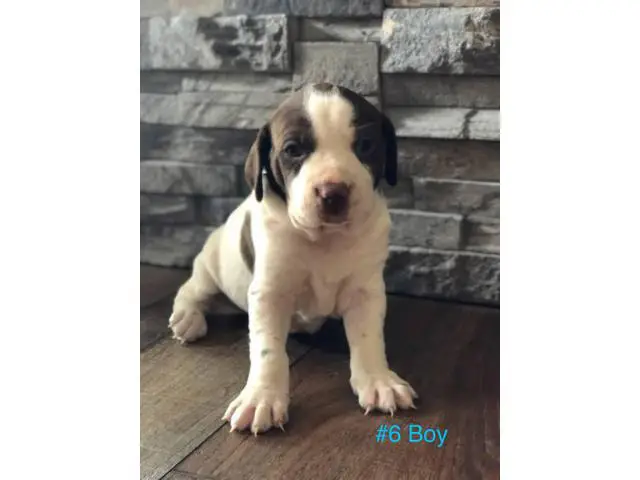 Gorgeous Purebred Pointer pups for sale - 2/14